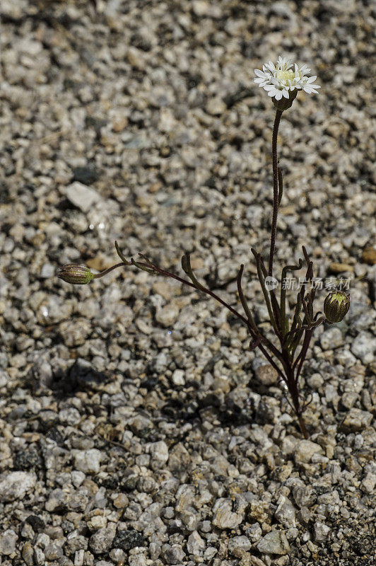 沙漠平垫，Fremont平垫，Chaenactis fremontii，约书亚树国家公园，加利福尼亚州，莫哈韦沙漠
